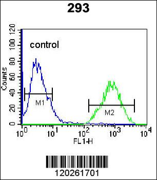 TFAP4 Antibody (Center)