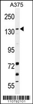 JMJD2B Antibody (N-term)