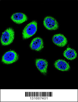 GCLC Antibody (N-term)