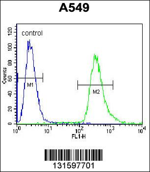 HSP90B1 Antibody (Center)