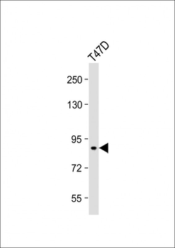 SEMA3G Antibody (Center)