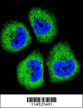 GAS1 Antibody (N-term)