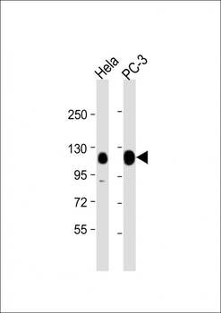 TRIM28 Antibody (N-term)