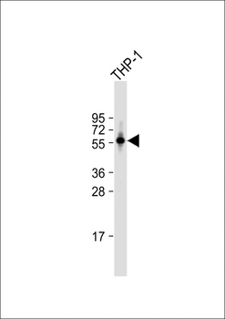 PDE1B Antibody (C-term)