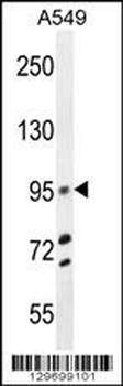 TRIM9 Antibody (C-term)