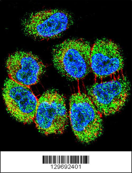 TRIM65 Antibody (Center)