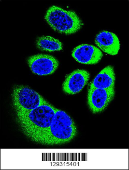 GOT1L1 Antibody (C-term)