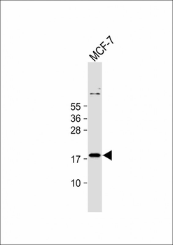 IER3 Antibody (N-term)