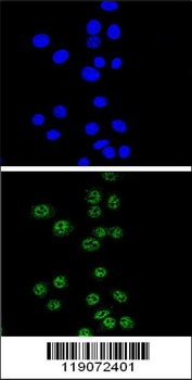 NBN Antibody (C-term)
