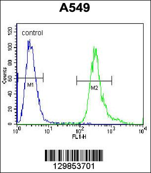 LRRC6 Antibody (Center)