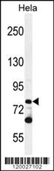PCDHB10 Antibody (C-term)