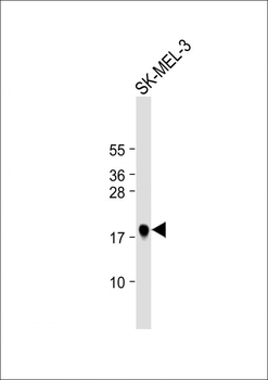 MART-1/Melan-A Antibody (Center)
