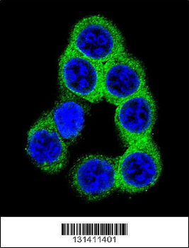 EFNB2 Antibody (Center)