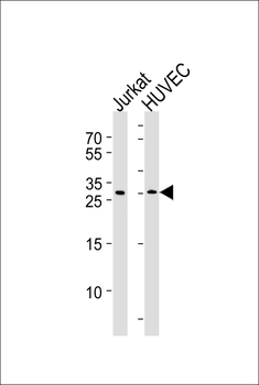 DKK4 Antibody (C-term)