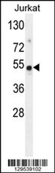 FAM118B Antibody (Center)