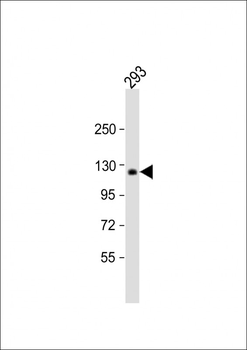 COL1A2 Antibody (N-term)