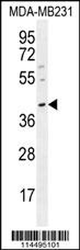 OCT3/4 Antibody (C279)