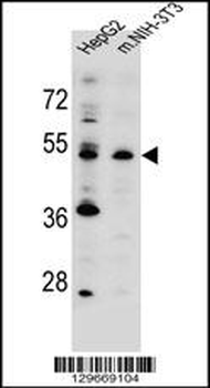 KCMF1 antibody (C-term)