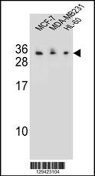 C1QL4 Antibody (N-term)
