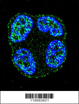 SCUBE2 Antibody (Center N266)
