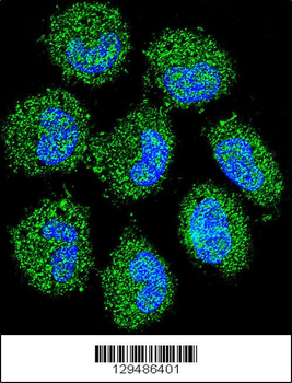 PRAMEF6 Antibody (C-term)