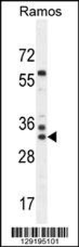 FAM133A Antibody (N-term)
