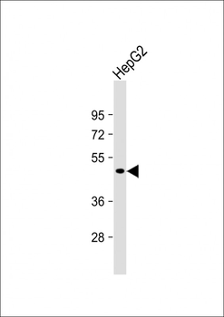 SERTAD4 Antibody (C-term)