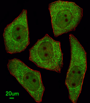 LRRC45 Antibody (C-term)