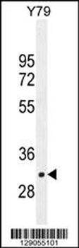 LRRC46 Antibody (N-term)
