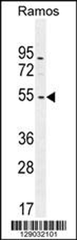 NIPAL1 Antibody (C-term)