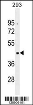 OR10G2 Antibody (N-term)