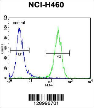 ATXN7L2 Antibody (C-term)