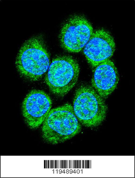 CTNB1 Antibody (C-term)