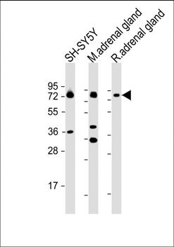 DBH Antibody (N-term P42)