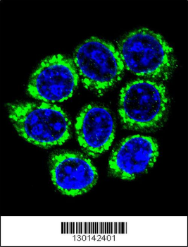 GOG8A Antibody (N-term)