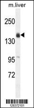 OTOA Antibody (N-term)