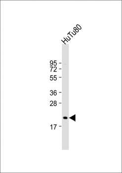 NUDT15 Antibody (C-term)