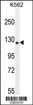 TMCO7 Antibody (C-term)