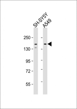 CE164 Antibody (N-term)