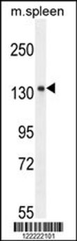 K1199 Antibody (C-term)
