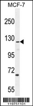 CASKIN2 Antibody (Center)