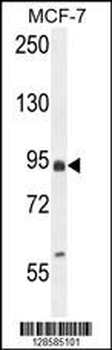 EFHB Antibody (N-term)