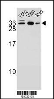AMN1 Antibody (N-term)