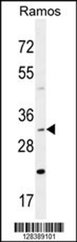 DNAJB13 Antibody (Center)