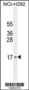 LLPH Antibody (Center)