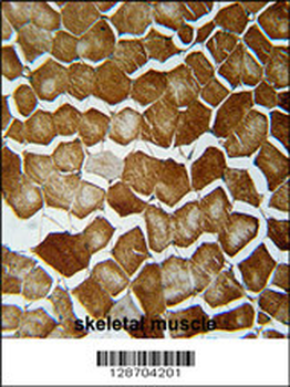 ORML2 Antibody (Center)