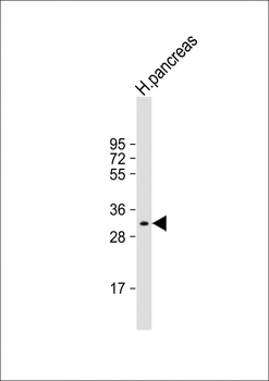 GNMT Antibody (C-term)