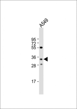 RPH3AL Antibody (C-term)