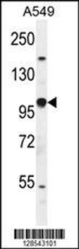 EPAS1 Antibody (N-term)