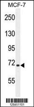 SEL1L Antibody (Center)